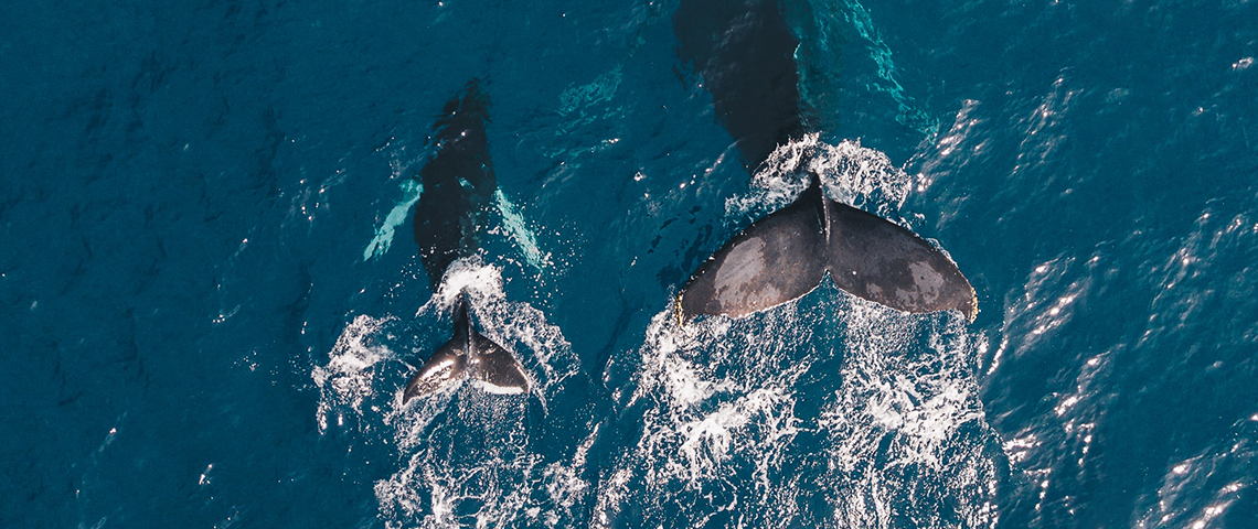 whale2